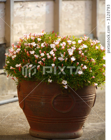 Oxalis·Persi顏色 3128793
