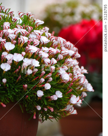 Oxalis·Persi顏色 3128795