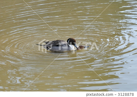 northern pintail, duck, mating 3128878