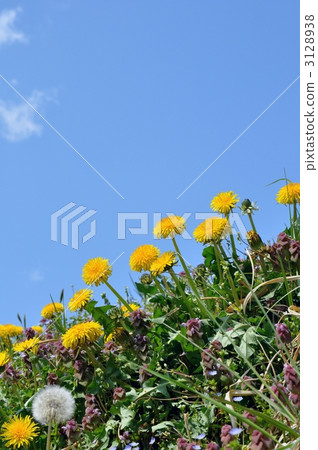 dandelion, wild flowers, wildflower 3128938