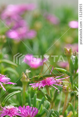 black-footed bush cricket, grasshopper, locust 3128955