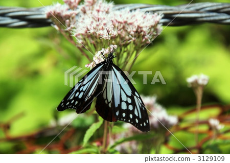 Blue butterfly Asagi madara Blue butterfly Asagi madara 3129109