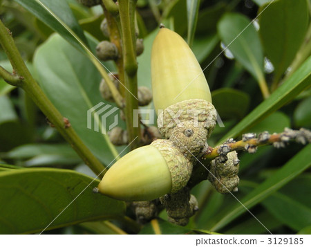 小橡子的小鬍子 3129185