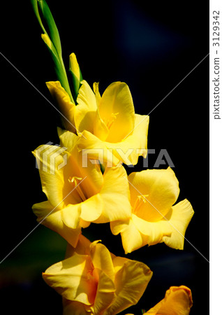 Gladiolus 3129342