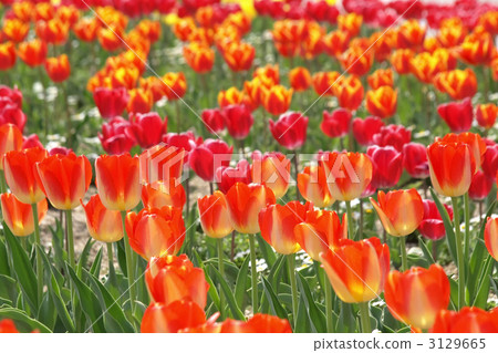 Tulip Tulip 3129665