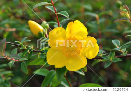 st john's wort, hypericum patulum, st. john's wort 3129724