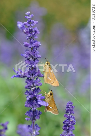 butterfly, butterflies, skipper butterfly 3129728