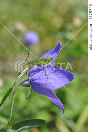 black-footed bush cricket, platycodon, bell-flower 3129746