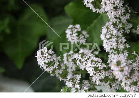 Ibuki muskou 3129757