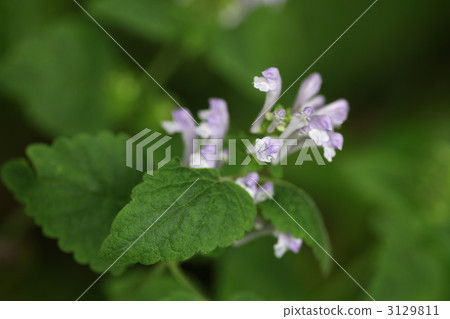 黃芩 黃芩 3129811