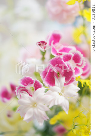 粉紅色的花朵 粉紅色的花朵 3129812