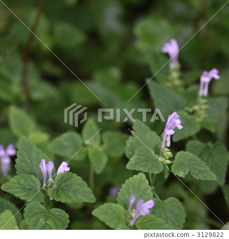 黃芩 黃芩 3129822