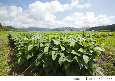 Tanba黑豆領域 3129856