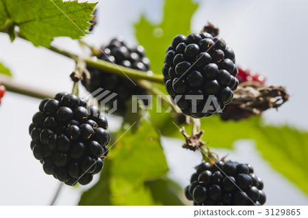 Blackberry ripen Blackberry ripen 3129865