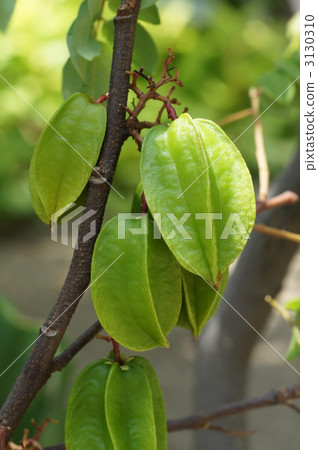 star fruit, averrhocarambola, oxalidaceae 3130310