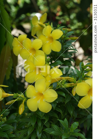 koba bruno ariake kazura, lobule of ariake kudzu, blooming 3130311