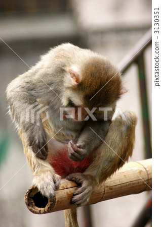 bengal monkey, monkey, monkeys 3130351