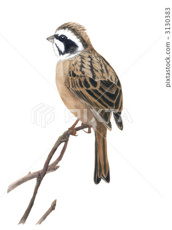 White fish White fish 3130383