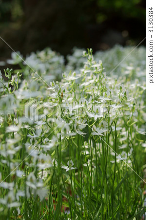 佐佐木的鮮花盛開。 佐佐木的鮮花盛開。 3130384