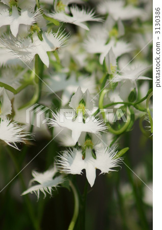 佐佐木的鮮花盛開。 3130386