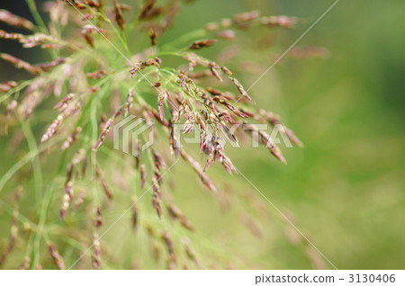 Western Banterns Seiban Sorghum There are still flowers in bloom. 3130406
