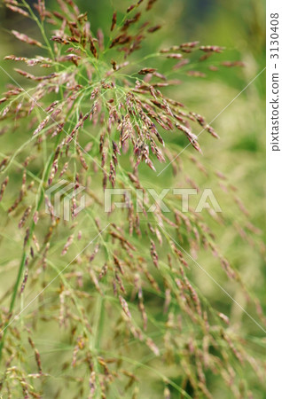 Western Banterns Seiban Sorghum仍有鮮花盛開。 Western Banterns Seiban Sorghum仍有鮮花盛開。 3130408