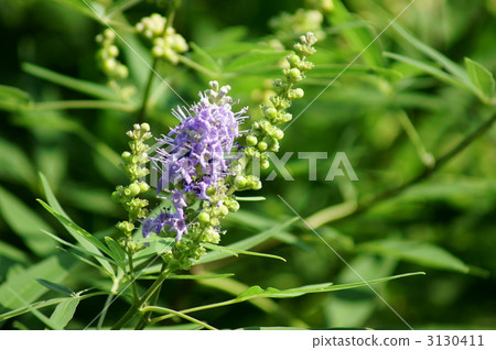 I am a ginseng tree carrot. I am a ginseng tree carrot. 3130411