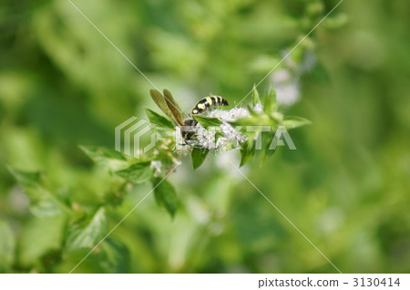 Omori soil and bean (mint) flowers 3130414