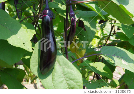 Long-nosed eggplant eggplant 3130675