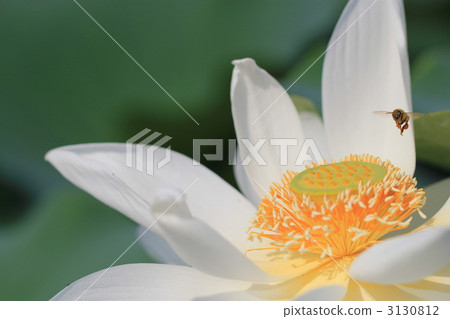 蓮花和蜜蜂 蓮花和蜜蜂 3130812