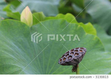 蓮花和鮮花 3130813