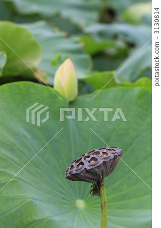 蓮花和鮮花 3130814