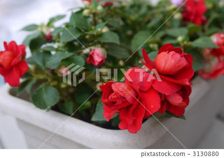 鳳仙花（雙花） 3130880