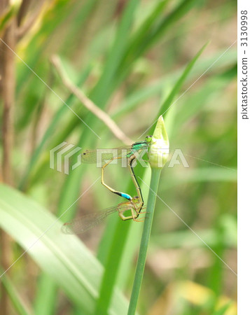 Heart mark of Aomonitoto Tombo Heart mark of Aomonitoto Tombo 3130998