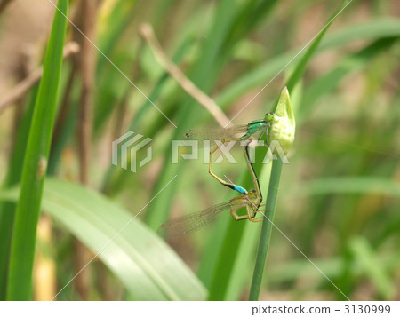 Heart mark of Aomonitoto Tombo 3130999