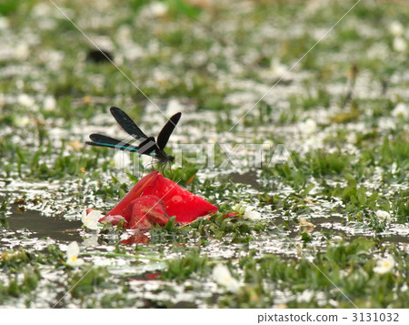 Atrocalopteryx蟬 Atrocalopteryx蟬 3131032