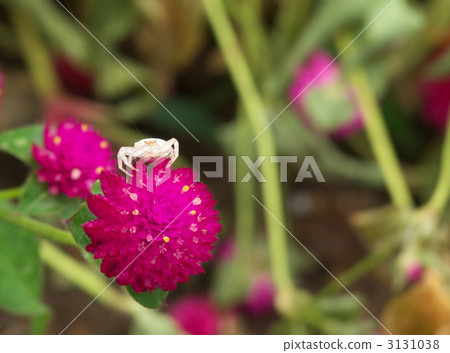 戰國和Azuchigumo 3131038