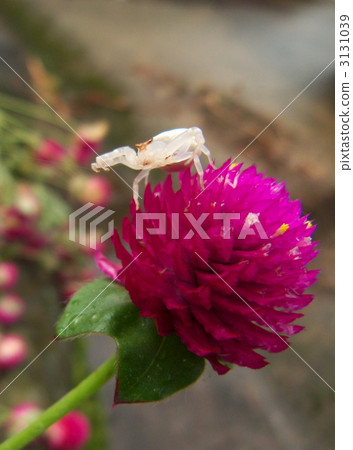 戰國和Azuchigumo 3131039