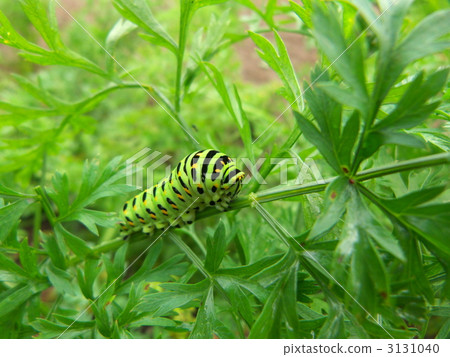 黃鰭金槍魚的幼蟲 3131040