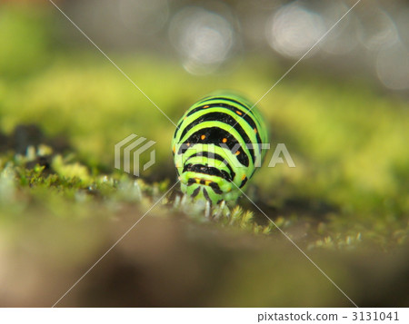 黃鰭金槍魚的幼蟲 黃鰭金槍魚的幼蟲 3131041