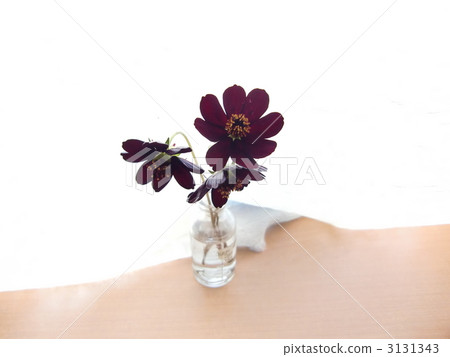 巧克力波斯菊 大波斯菊 花朵 3131343