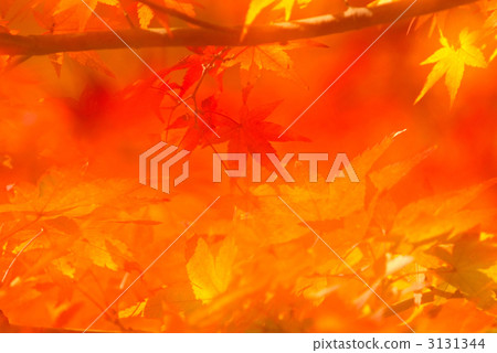 在Ryoanji寺廟的秋葉 3131344