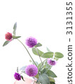 globe amaranth, bachelor button, bloom 3131355