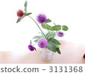globe amaranth, bachelor button, cut flowers 3131368