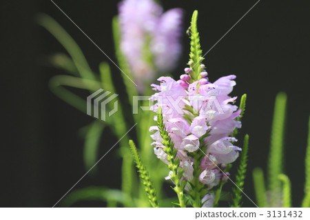 physostegia virginiana, obedient plant, bloom 3131432