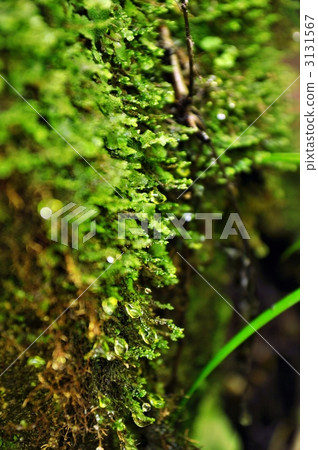 moss, karasawa waterfall, coolness 3131567