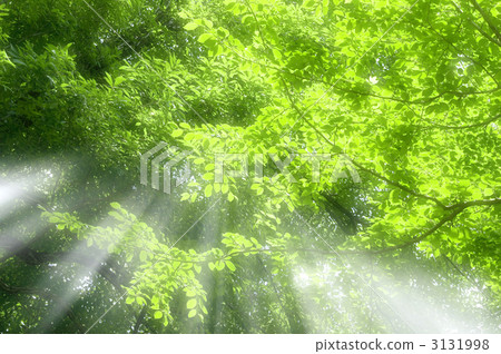 Fresh green 3131998