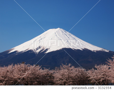 Fuji and cherry blossoms Fuji and cherry blossoms 3132354