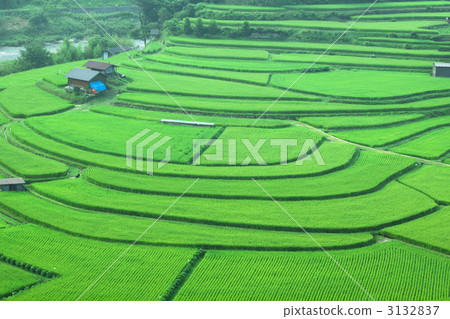 Rice terraces 3132837