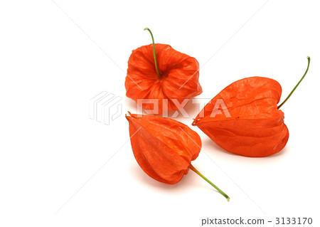 地面櫻桃 3133170